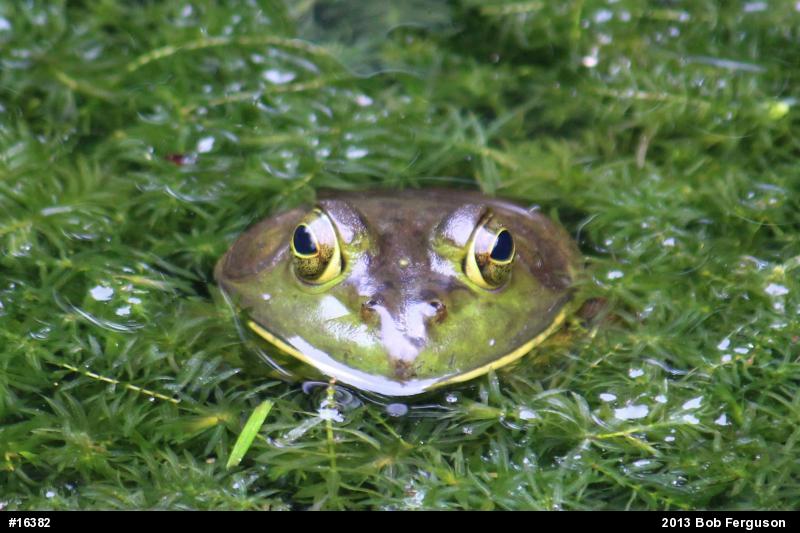 American Bullfrog