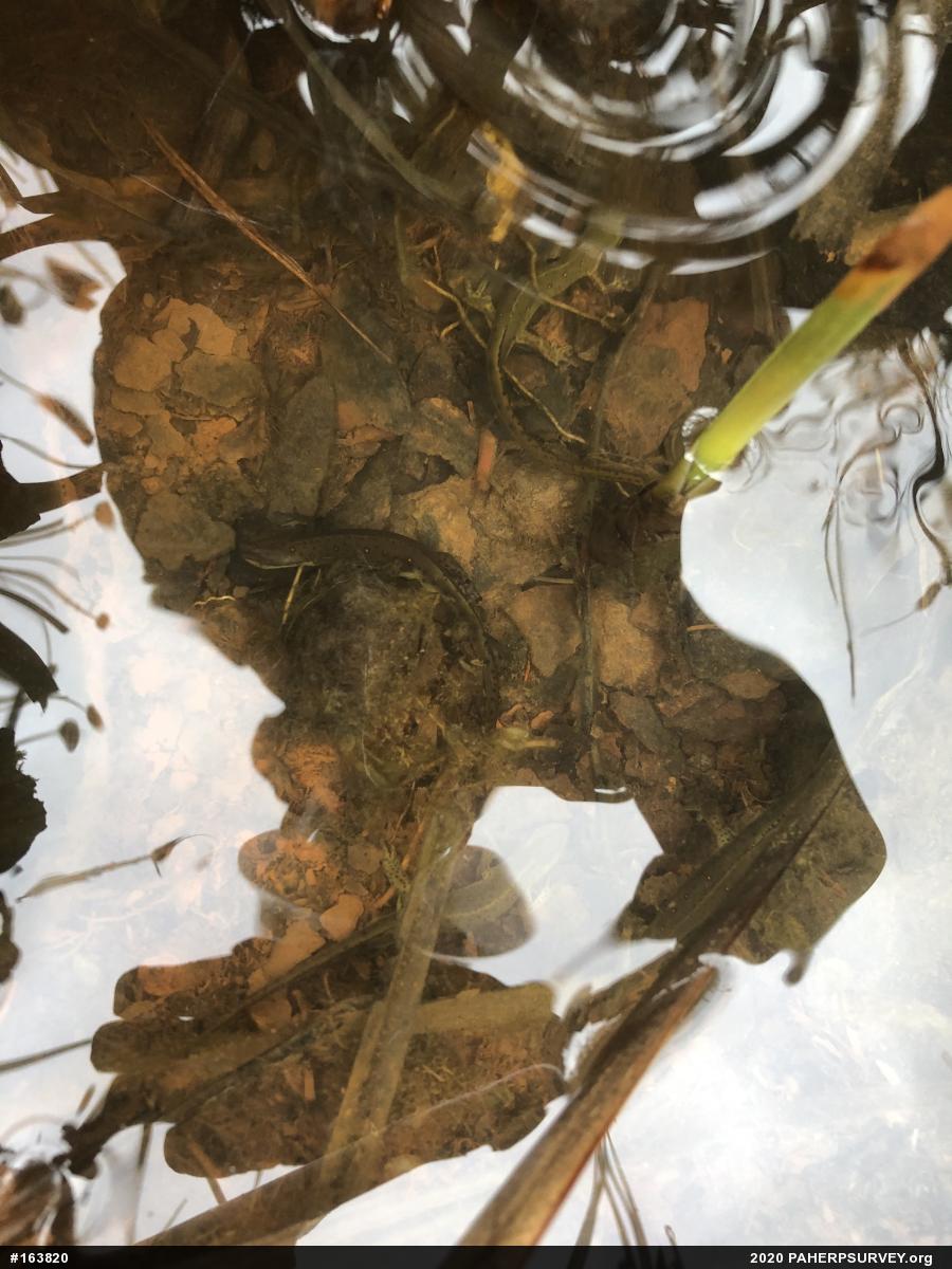 Red-spotted Newt