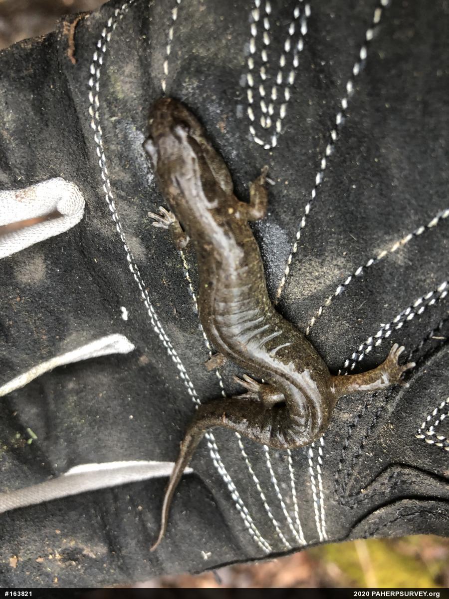 Northern Dusky Salamander