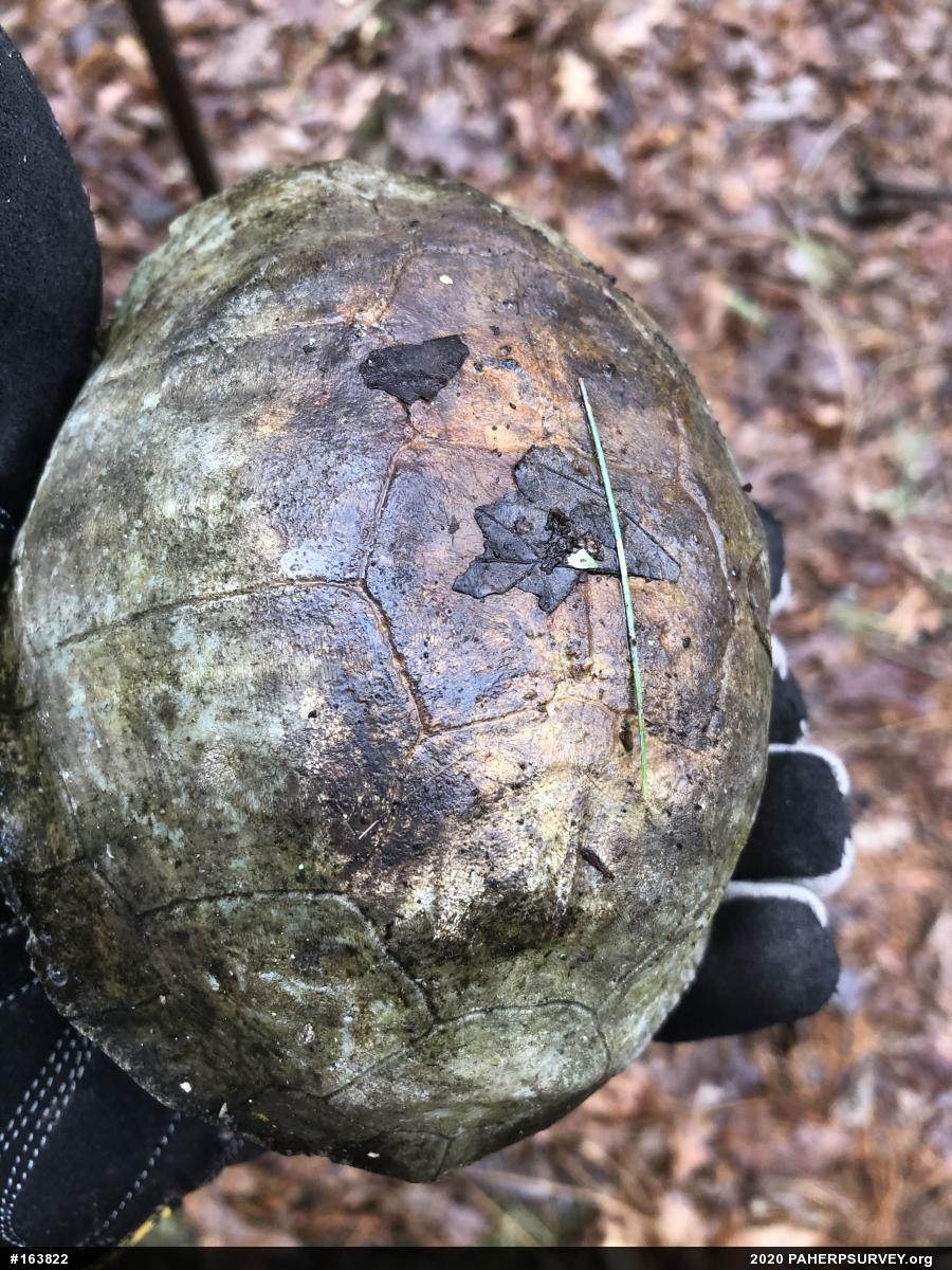 Eastern Box Turtle