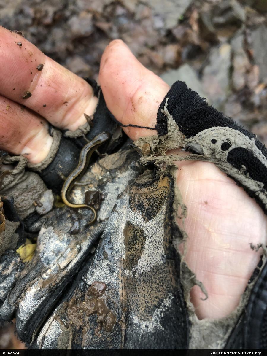 Northern Two-lined Salamander
