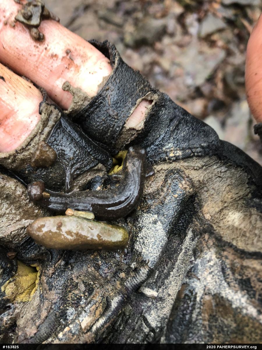 Northern Dusky Salamander