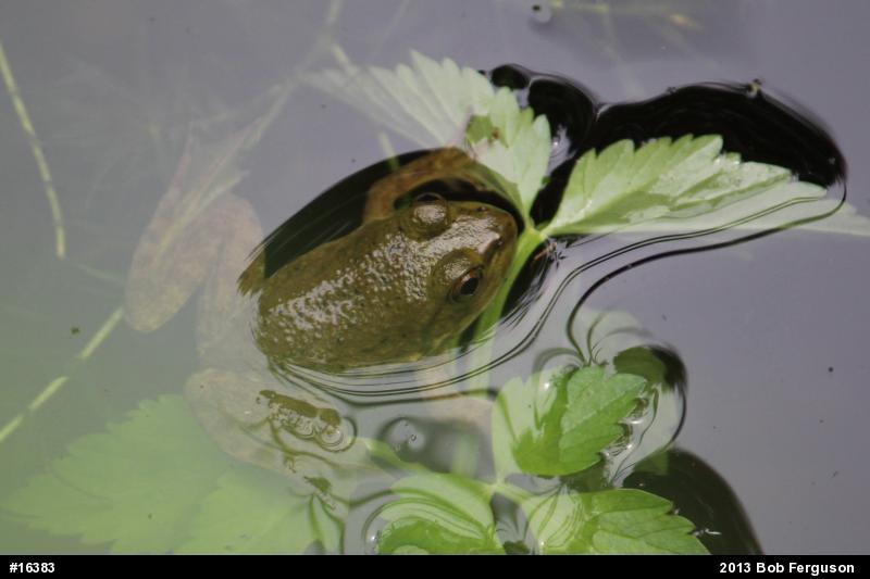 American Bullfrog