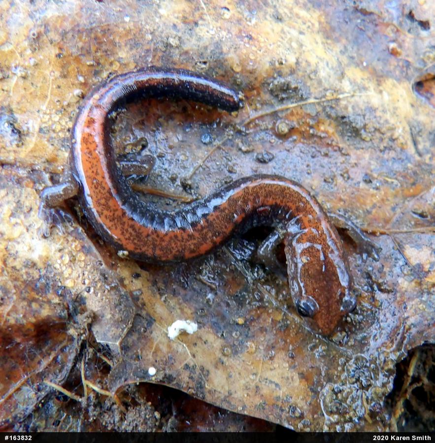 Eastern Red-backed  Salamander
