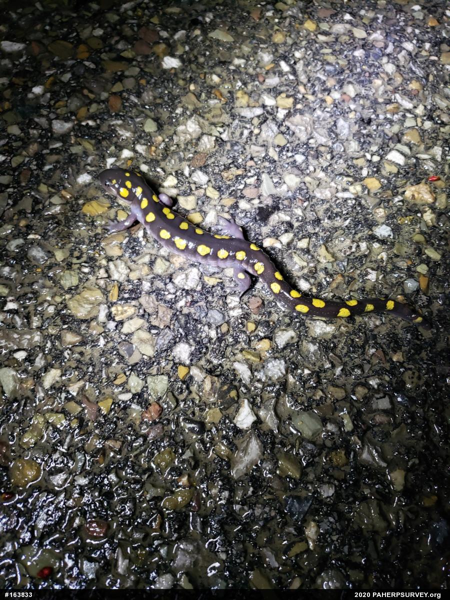 Spotted Salamander