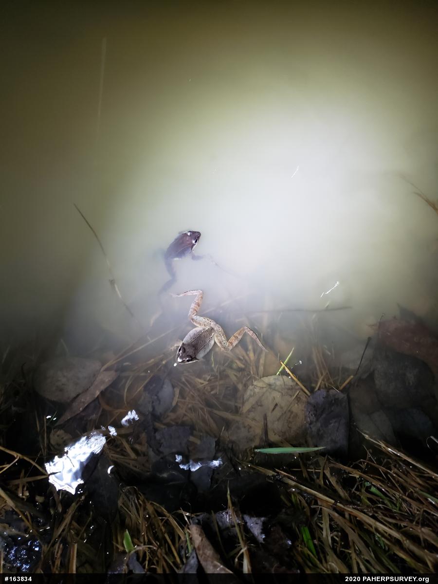 Wood Frog
