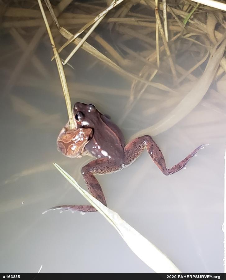 Spring Peeper