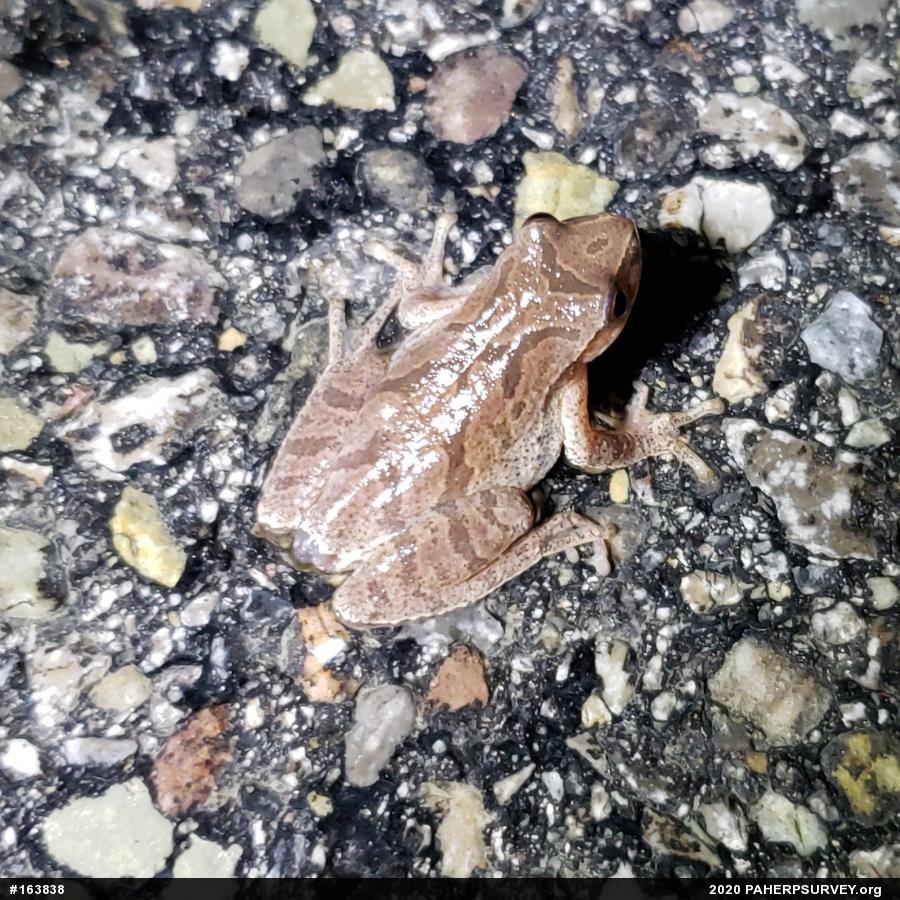Spring Peeper