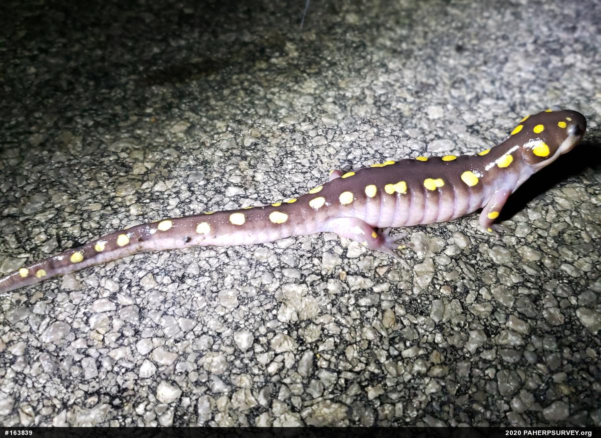 Spotted Salamander