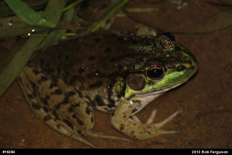 Green Frog