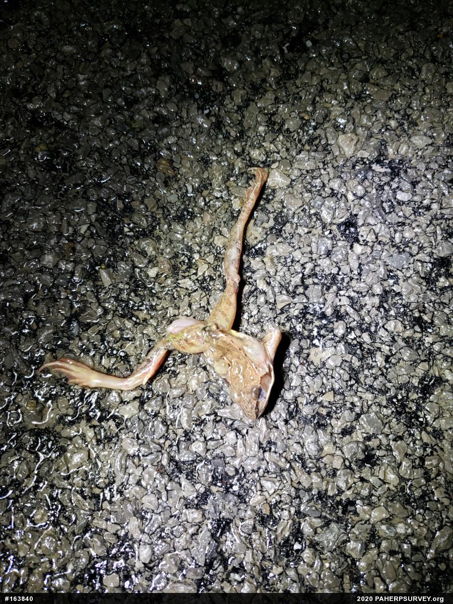 Wood Frog