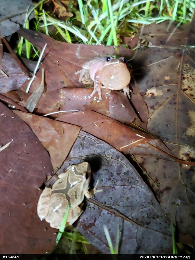 Spring Peeper