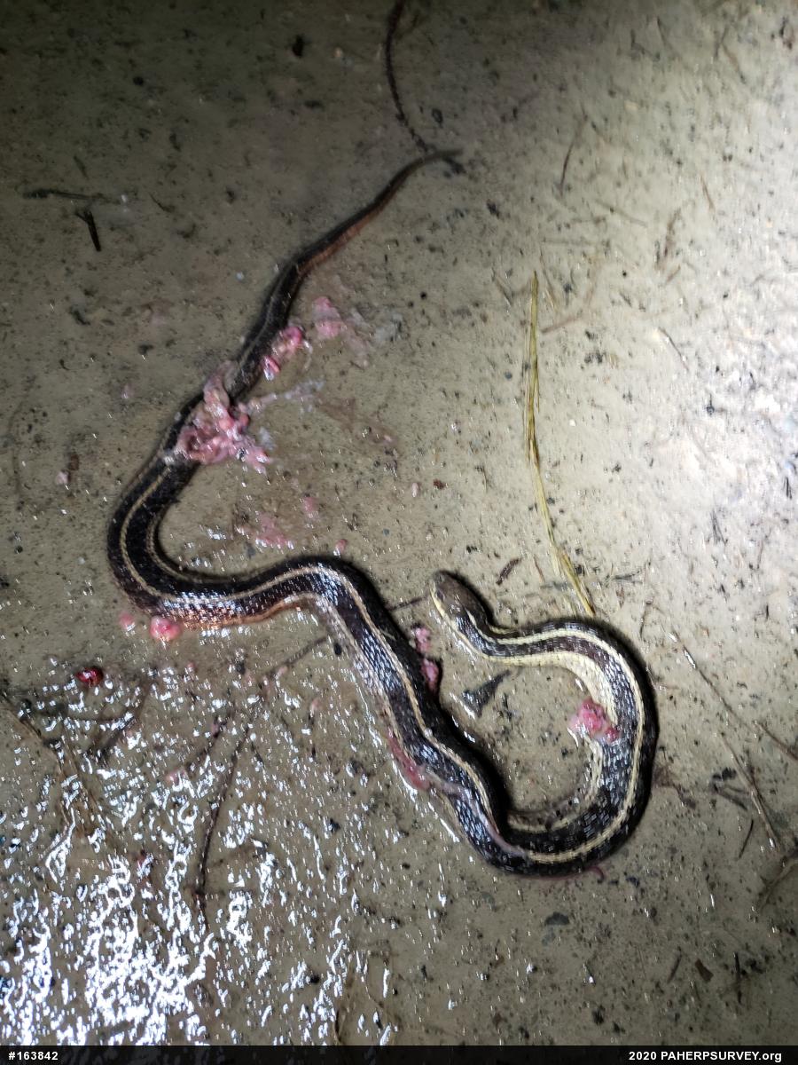 Eastern Gartersnake