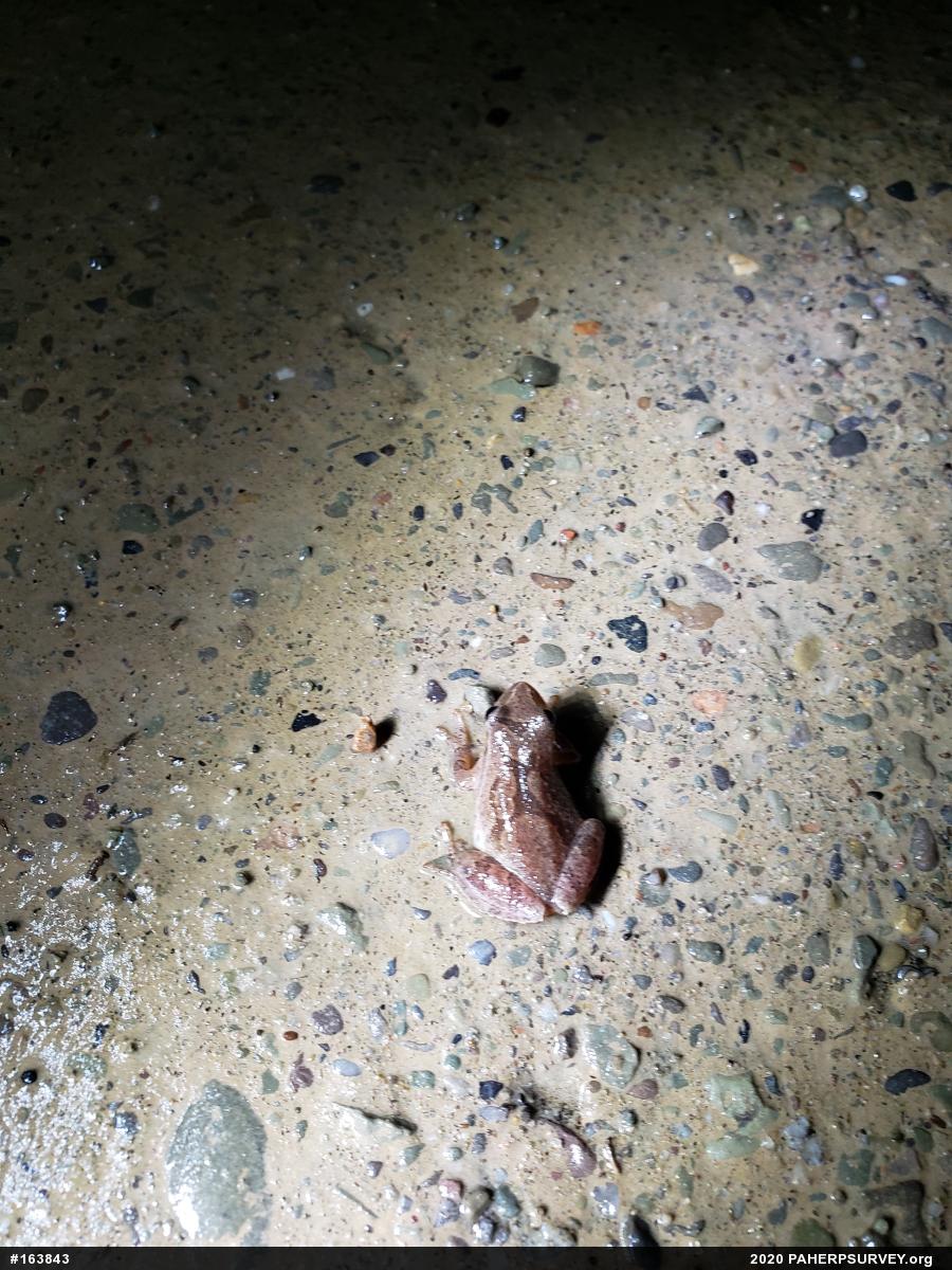Spring Peeper