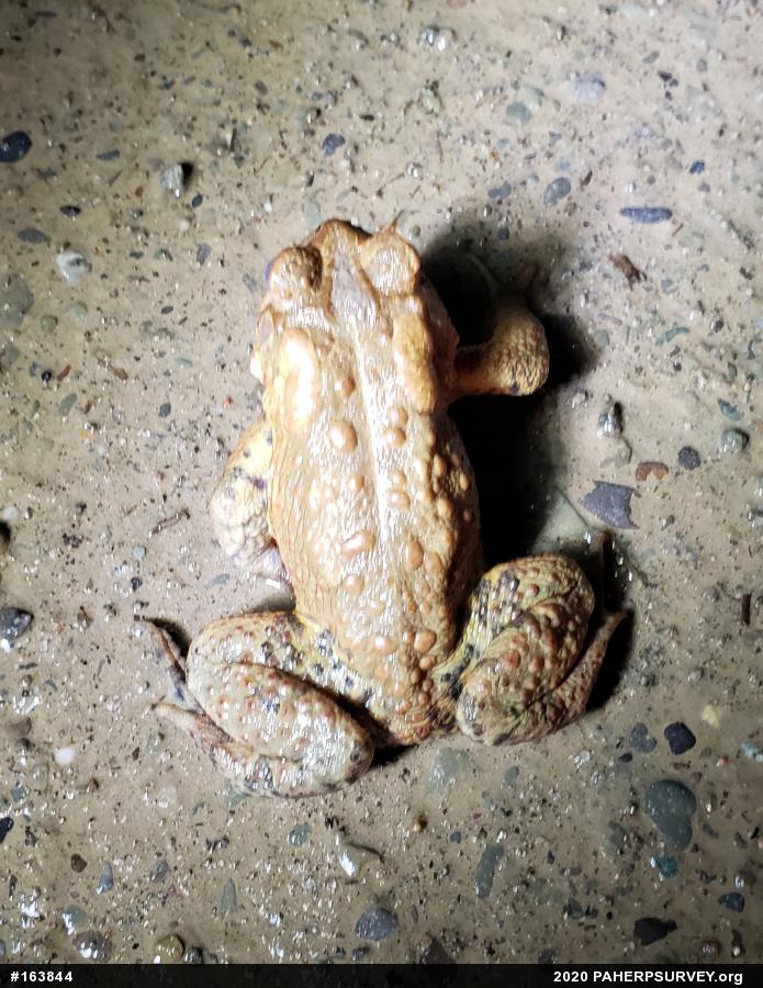 Eastern American Toad