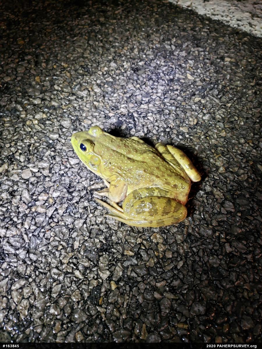 American Bullfrog