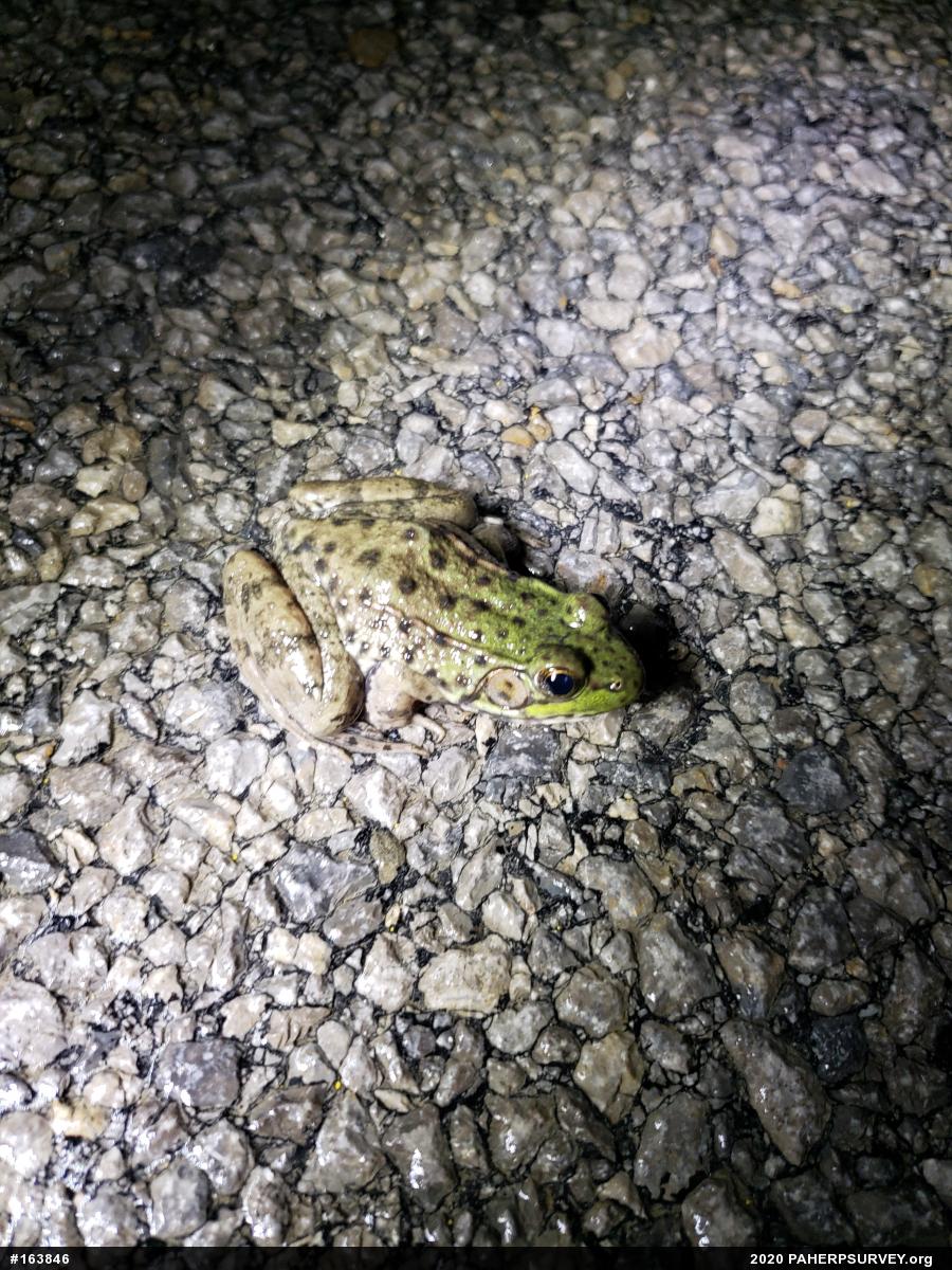 Green Frog