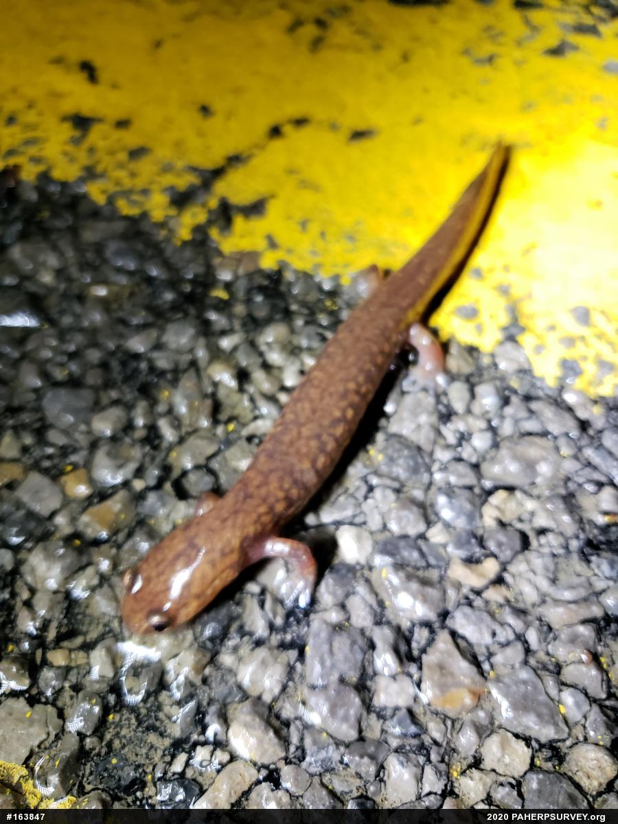 Northern Spring Salamander