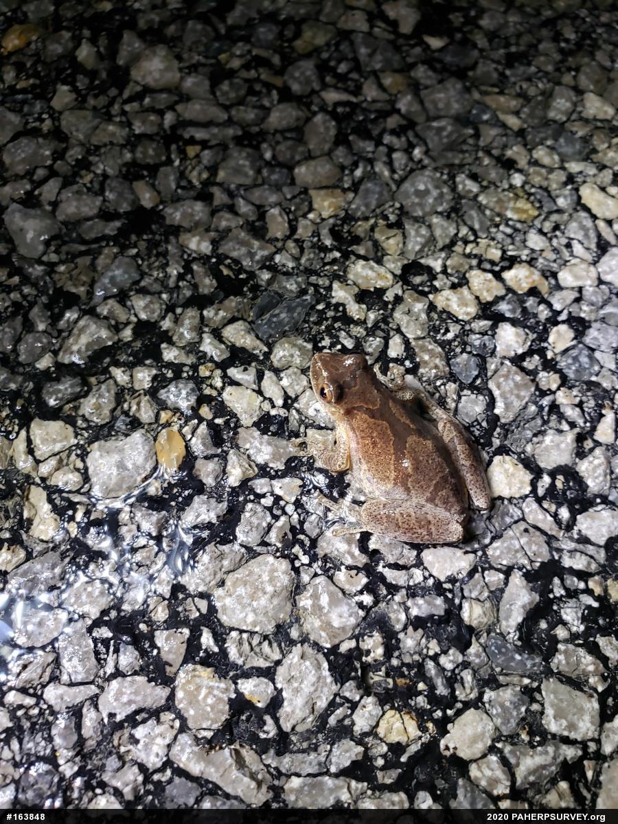 Spring Peeper