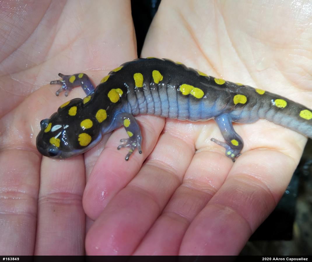 Spotted Salamander