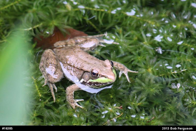 Green Frog