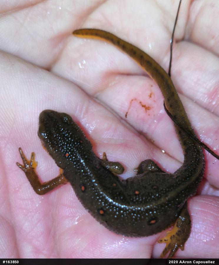 Red-spotted Newt