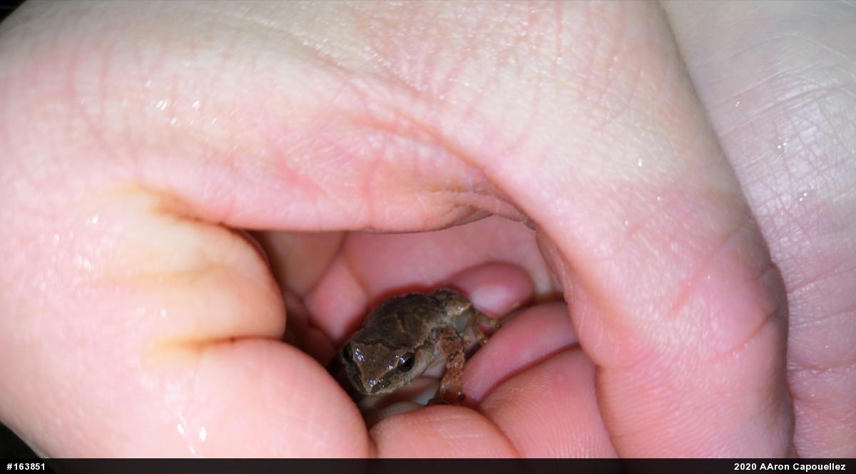 Spring Peeper