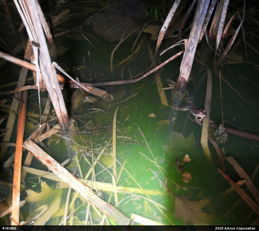 Wood Frog