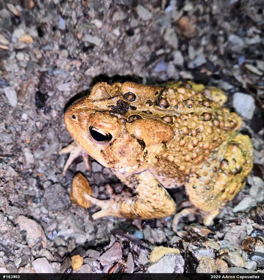 Eastern American Toad