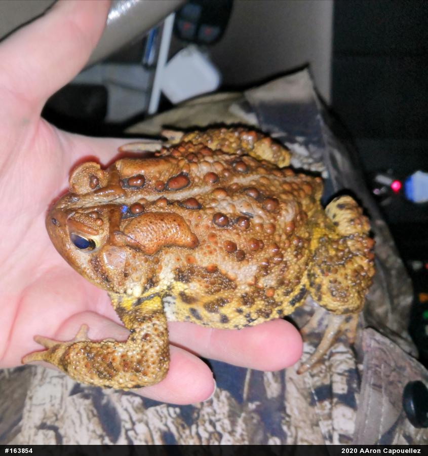 Eastern American Toad