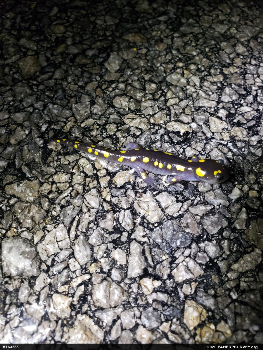 Spotted Salamander