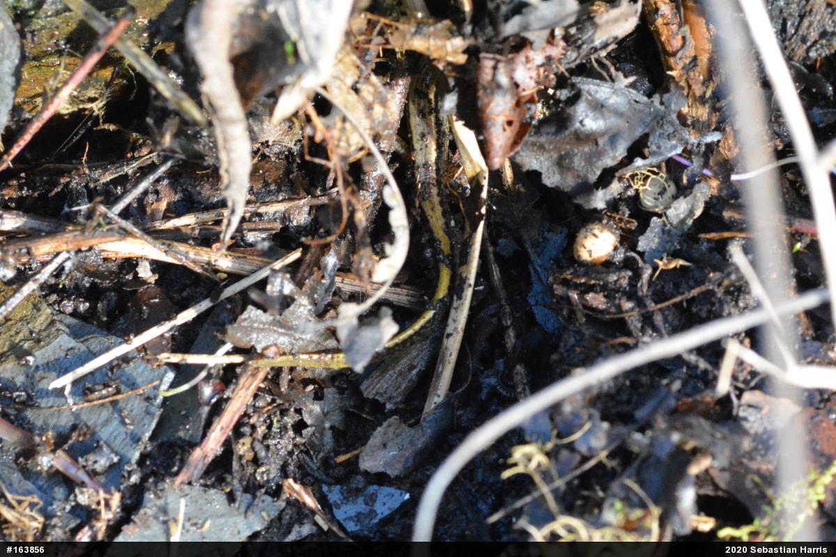 Northern Two-lined Salamander