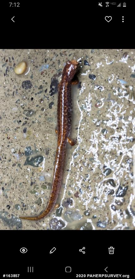 Four-toed Salamander