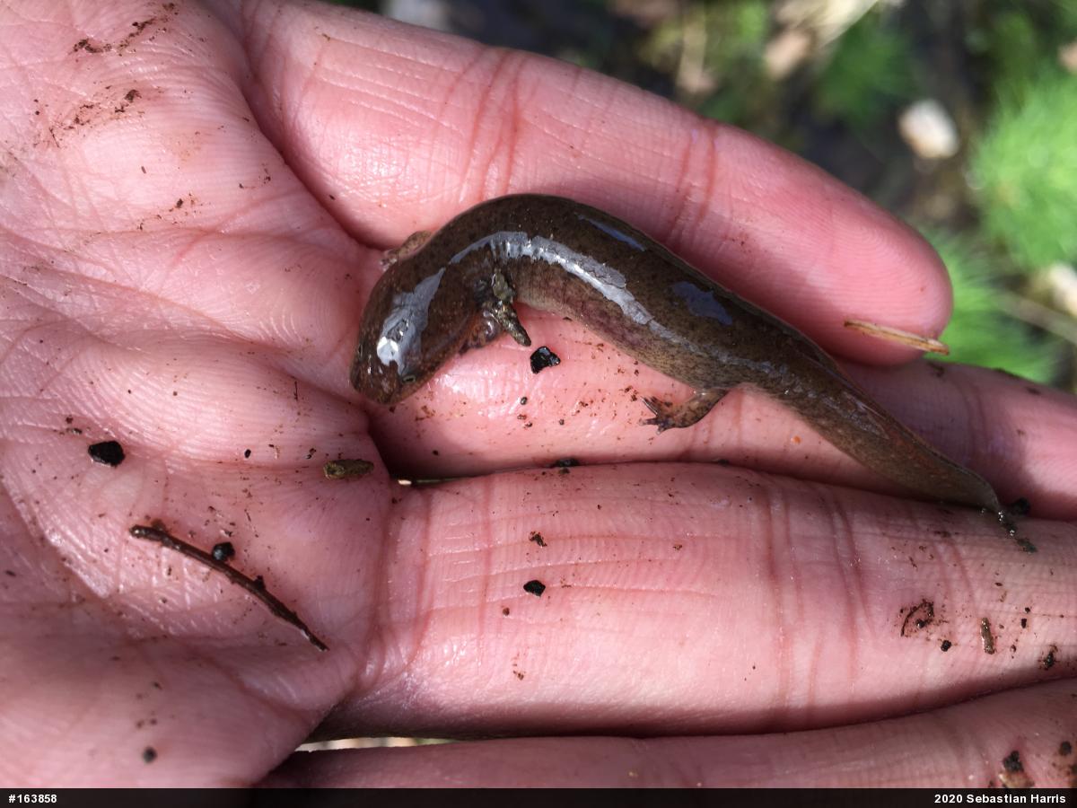 Northern Red Salamander