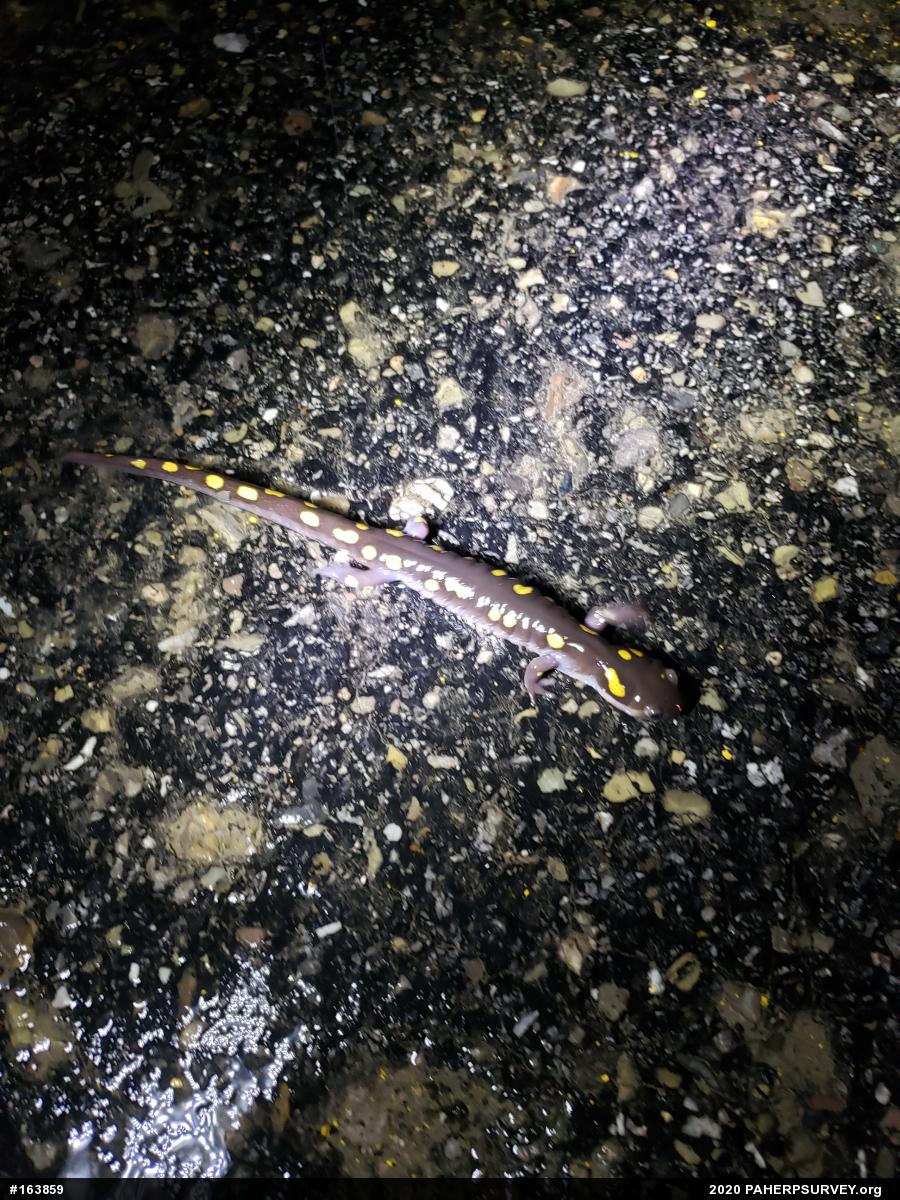 Spotted Salamander
