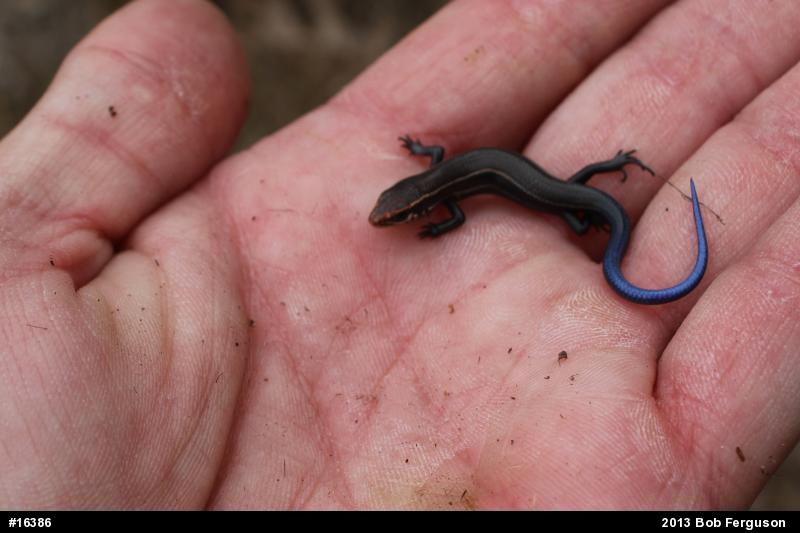 Northern Coal Skink