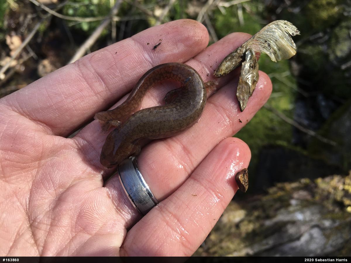 Northern Spring Salamander