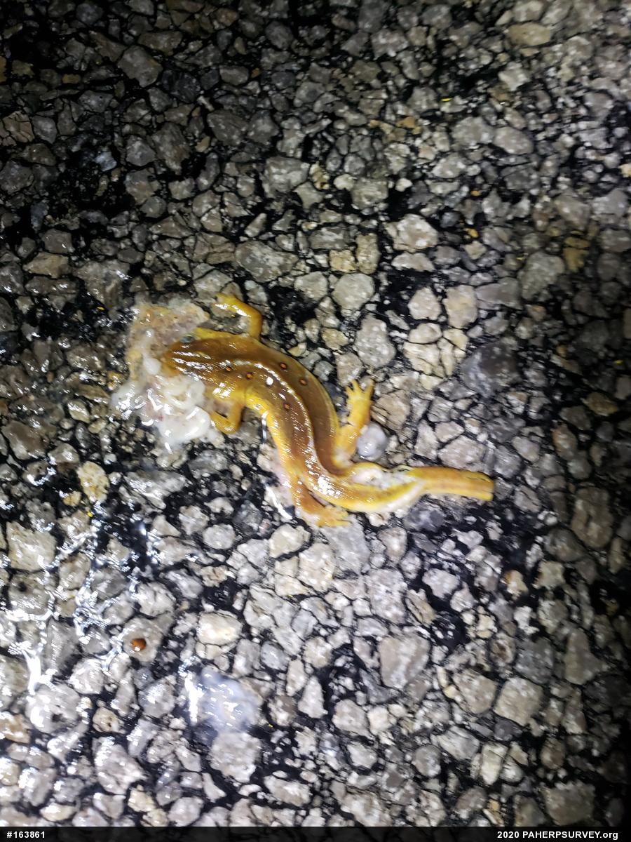 Red-spotted Newt