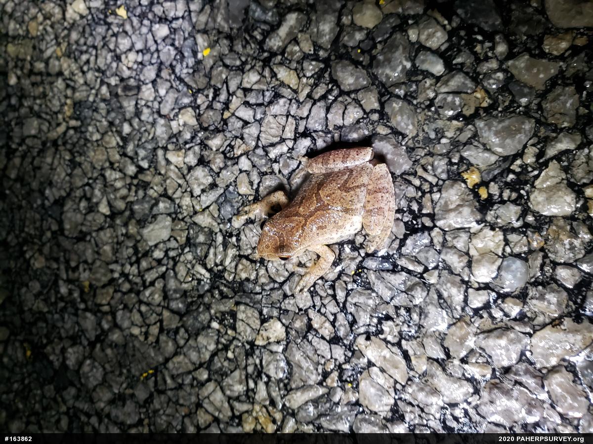 Spring Peeper