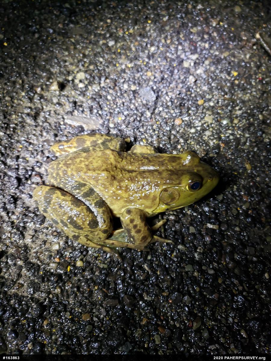 American Bullfrog