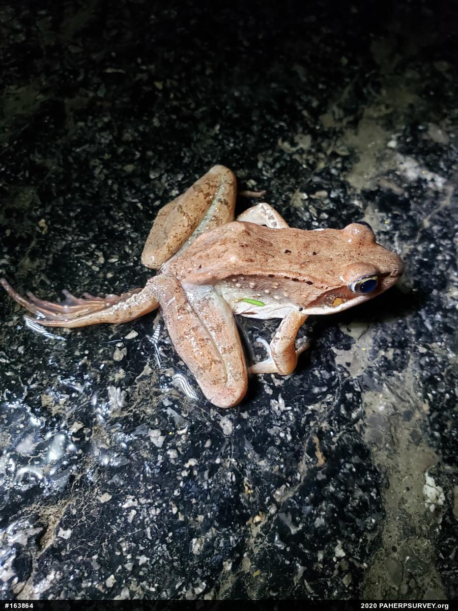 Wood Frog