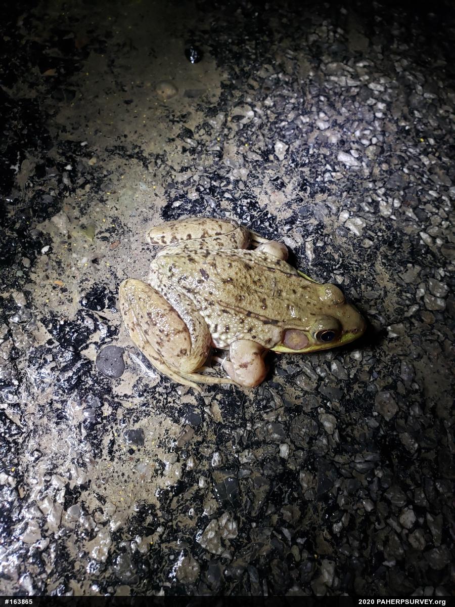 Green Frog