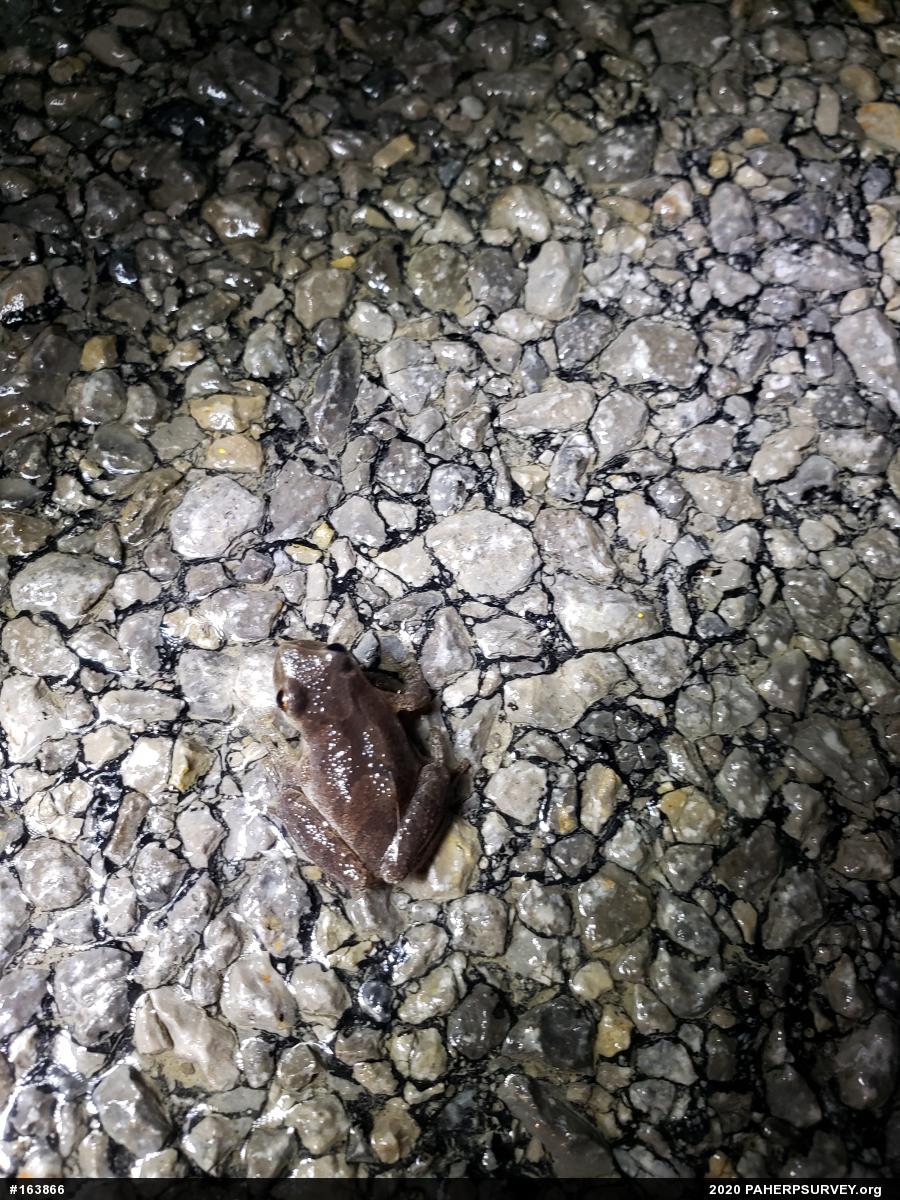 Spring Peeper