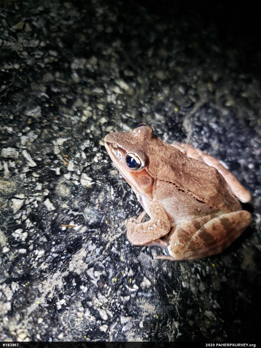 Wood Frog