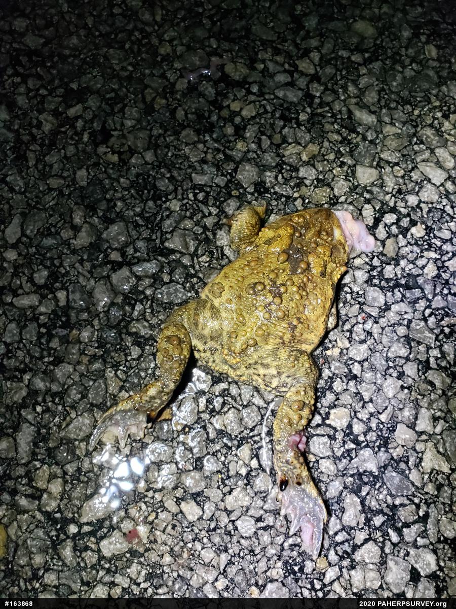 Eastern American Toad