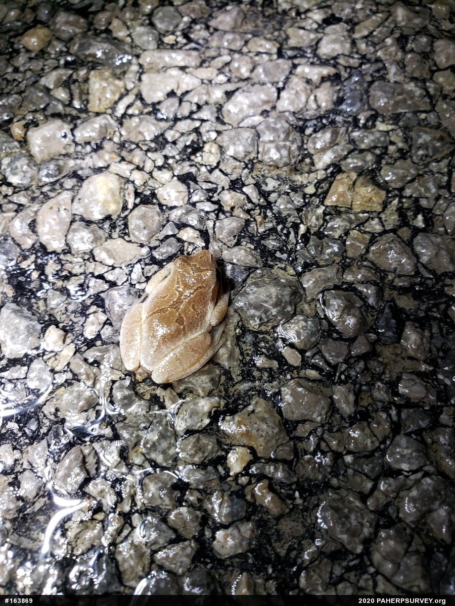 Spring Peeper