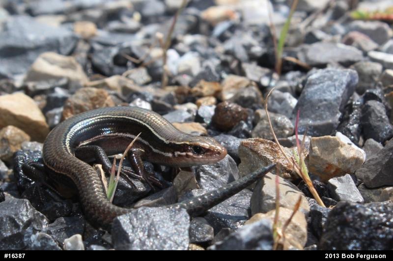 Northern Coal Skink