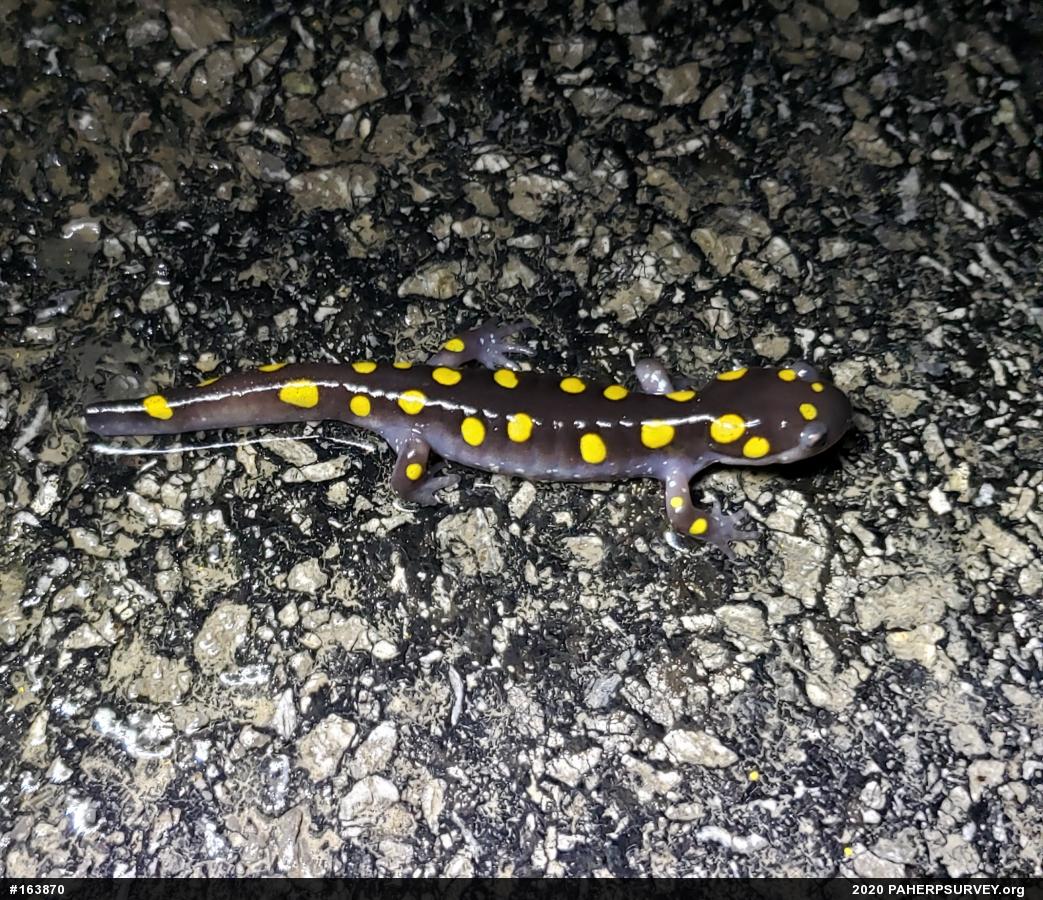 Spotted Salamander