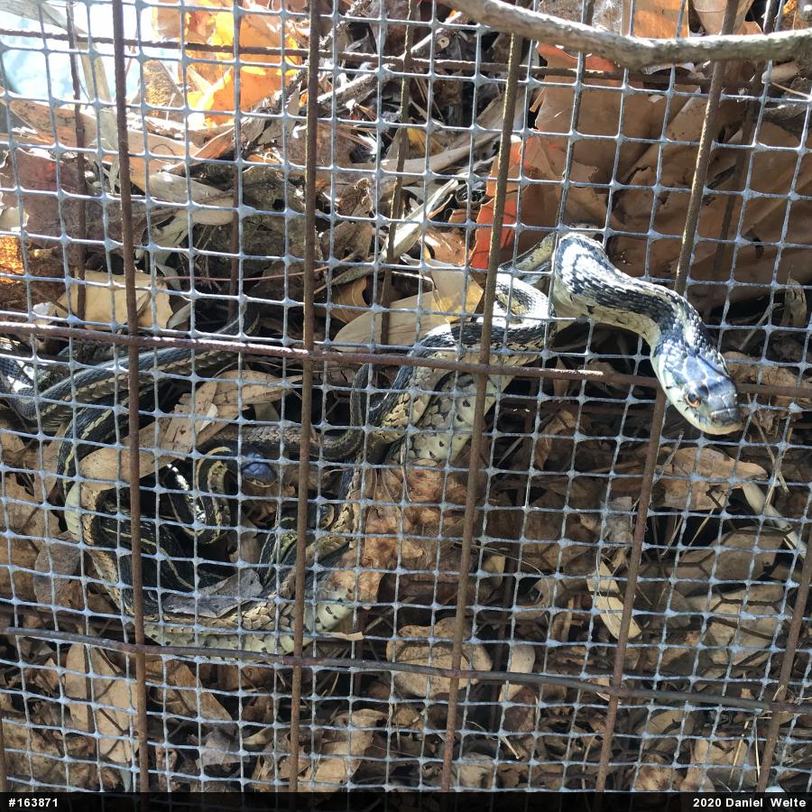 Eastern Gartersnake