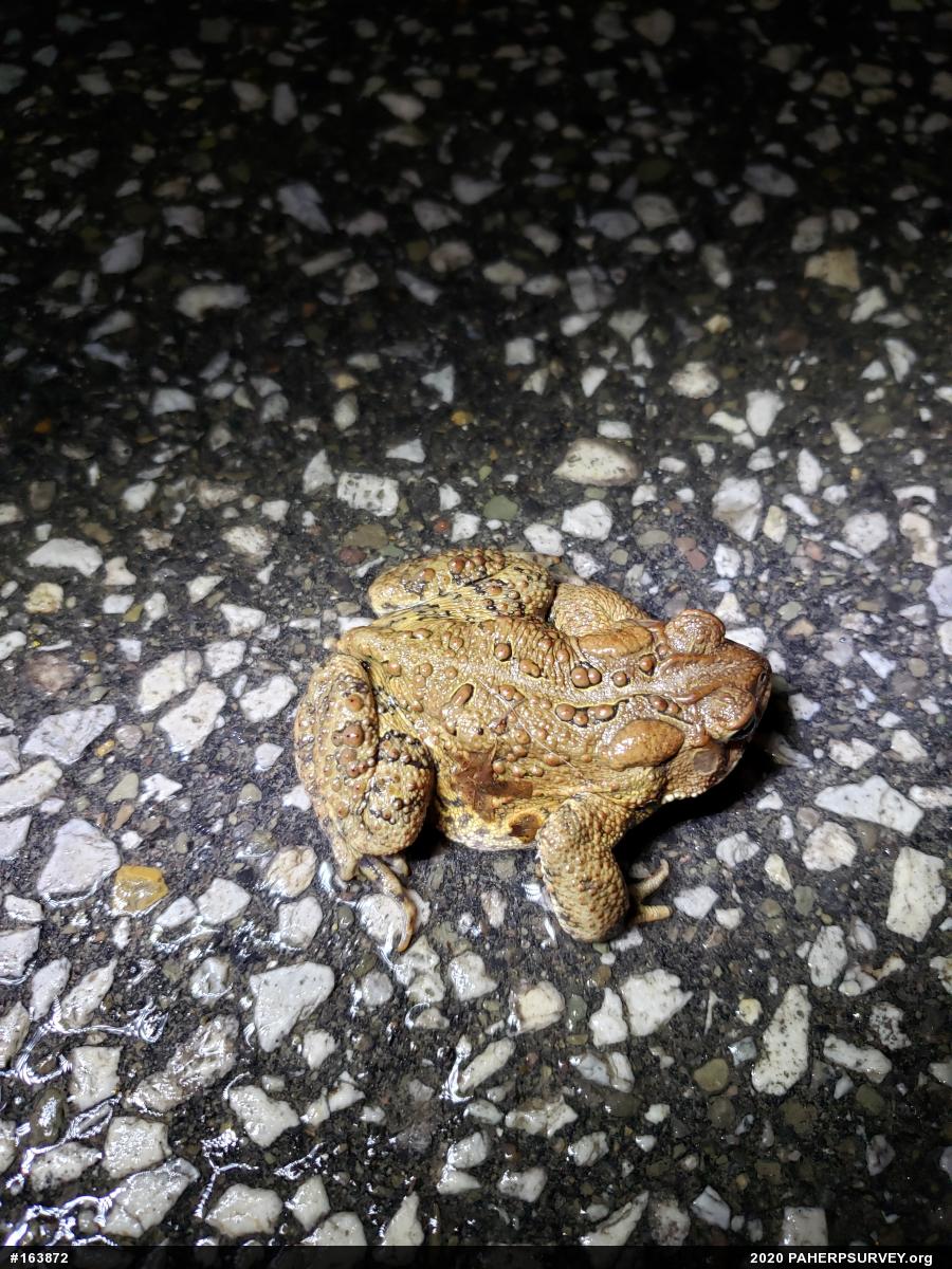 Eastern American Toad